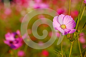 Many of cosmos flower in garden with soft focus background