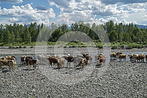 Many cows drink water from a mountain river