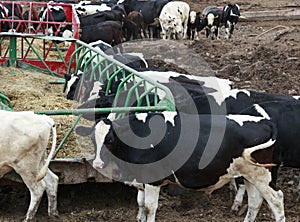 Many cows eating outside in the pasture