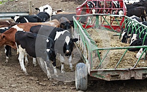 Many cows eating in the pasture