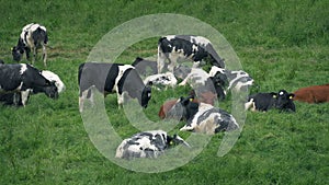 Many Cows Lying In The Field