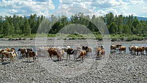 Many cows standing in small river