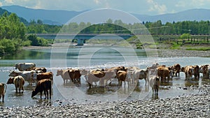 Many cows standing in water in the small river