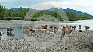 Many cows standing in water in the small river