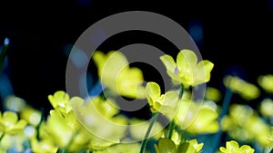 Many Creeping buttercups beautiful yellow flower in the green field close-up 4K 2160p 30fps UltraHD footage - Small