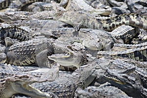 Many a crocodiles