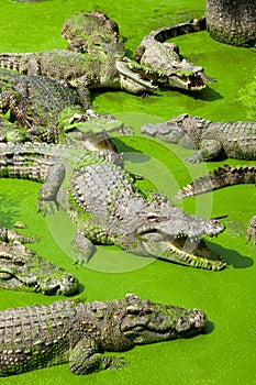 Many crocodiles in the crocodile cattery.