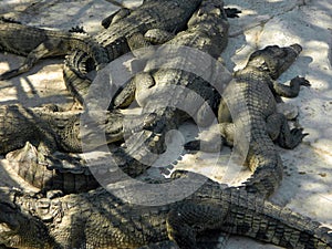 Many crocodiles lie on the gray floor