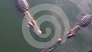 Many Crocodiles Swims in the Green Marshy Water. Muddy Swampy River. Thailand. Asia