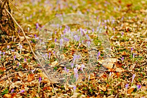 Many crocuses in dry autumn leaves. A field of crocuses in yello