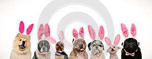 Many cute easter dogs wearing pink rabbit ears