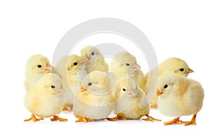 Many cute fluffy chickens on white