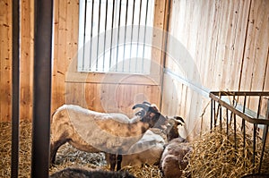 Many cute horned goats standing, resting and eating hay inside in an animal barn at a farm with window and wood walls