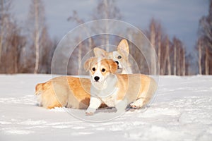 Many cute red breed welsh corgi pembroke puppy family walk outdoor, run, having fun in white snow park, winter forest. Concept