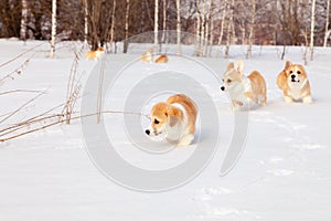 Many cute red breed welsh corgi pembroke puppy family walk outdoor, run, having fun in white snow park, winter forest. Concept