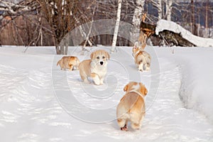 Many cute red breed welsh corgi pembroke puppy family walk outdoor, run, having fun in white snow park, winter forest. Concept