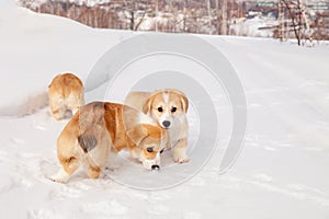 Many cute red breed welsh corgi pembroke puppy family walk outdoor, run, having fun in white snow park, winter forest. Concept