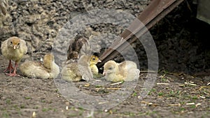 Many cute yellow chickens turkey alive in the hen house