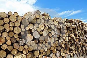 many cutted trunks of trees