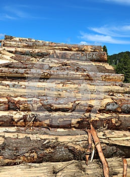 Many cutted trunks of trees in the sawmill