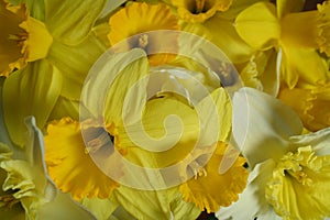 Many daffodils