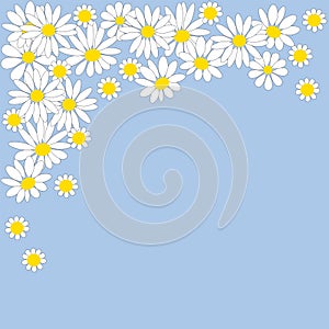 Many daisies on a blue background photo