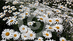 Many daisies daisy flower white daisy