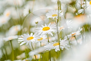 Many Daisies on the Meadow