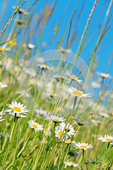 Many daisies on the meadow, portrait format
