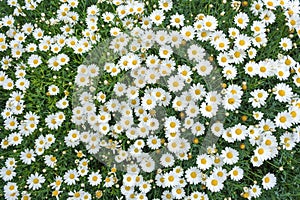 Many Daisies from an Overhead Perspective