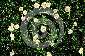 Many daisy in grass