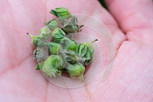 Many damaged strawberry buds because of weevil buds on palm. Injuring