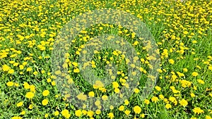 Many dandelion flowers grow on the field