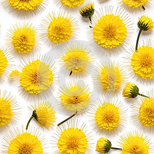 Many Dandelion Flowers on White Background. Beautiful Yellow Blossoms Close Up and Top View