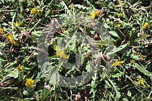 Many dandelions in the garden