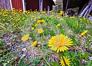 Many dandelions in gravel pebble