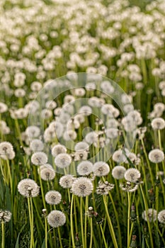 Many dandelions in a green meadow at sunset or sunrise