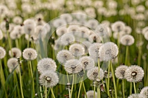 Many dandelions in a green meadow at sunset or sunrise