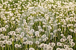 Many dandelions in green meadow at sunset or sunrise. Bokeh. Selective focus