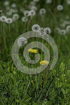 Many Dandelions in Meadow