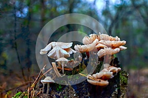 Many dangerous inedible mushrooms in a dark forest.