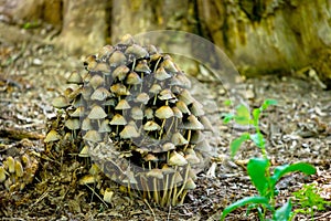 Many dangerous inedible mushrooms grow on a tree stump in a forest. Poisonous mushrooms, hazardous to health