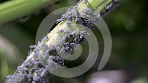 Many dark aphids on a young plant stem