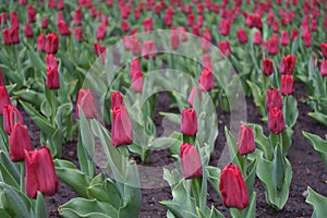 Many dark red flowers of tulips