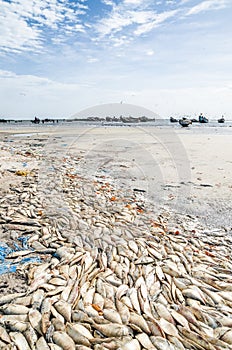 Many dead fish laying on beach with wooden fishing boats in background at Senegalese coast, Palmarin, Sine Saloum Delta photo