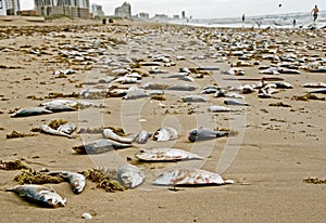 Many dead fishes on beach