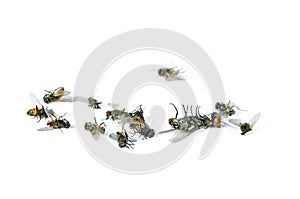 Many dead flies