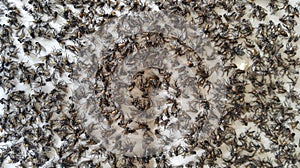Many dead flies on a white background