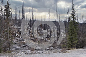 Dead trees destroyed by forest fire, Canada photo