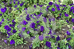 Many deep purple flowers of petunias